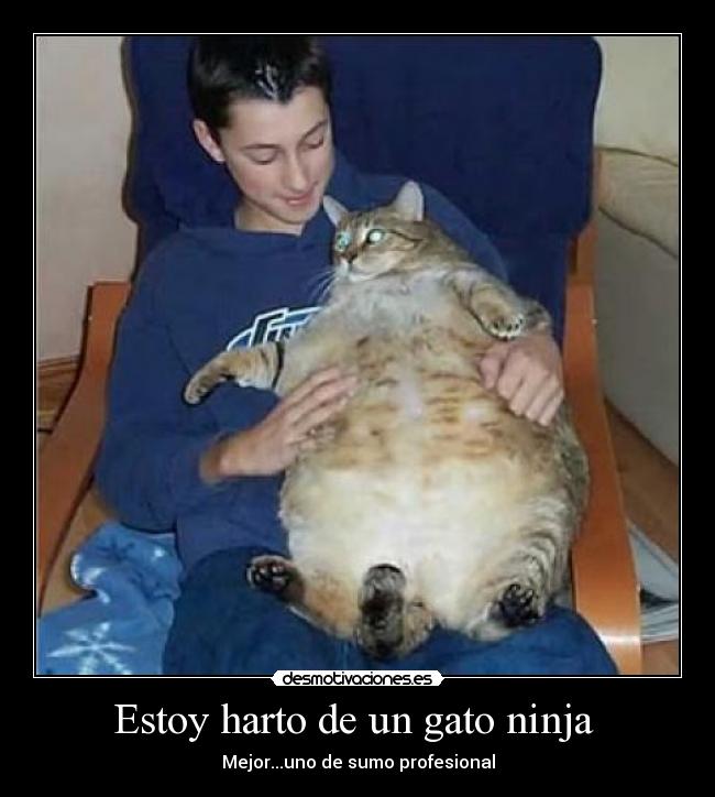 Estoy harto de un gato ninja  - Mejor...uno de sumo profesional