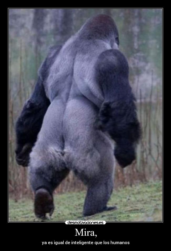 Mira, - ya es igual de inteligente que los humanos