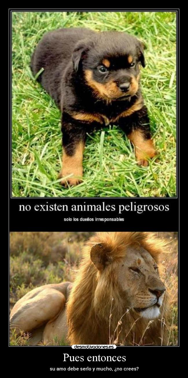 carteles animal peligro amo irresposable dueno leon perro desmotivaciones