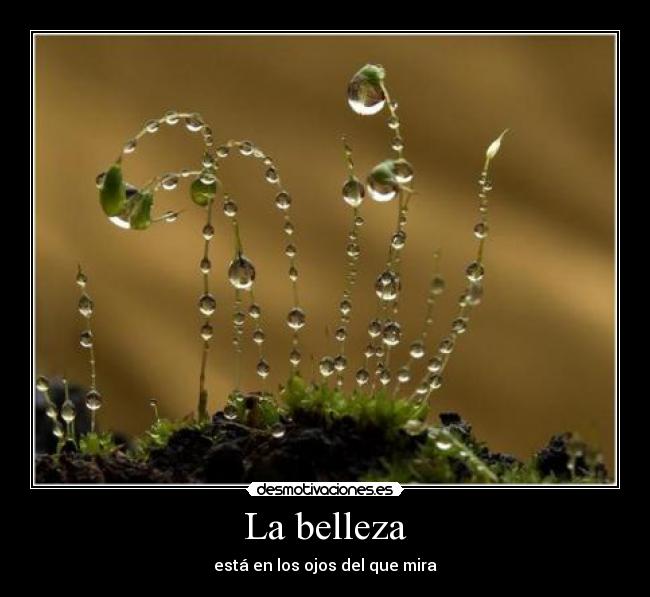 La belleza - está en los ojos del que mira