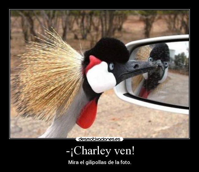 -¡Charley ven! - Mira el gilipollas de la foto.