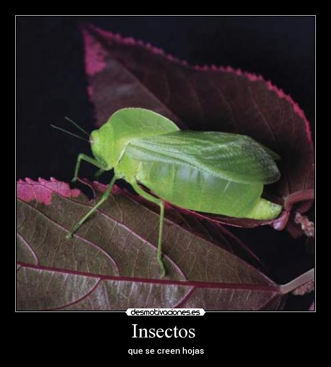 Insectos  - 