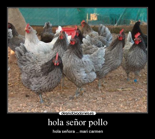hola señor pollo - hola señora ... mari carmen
