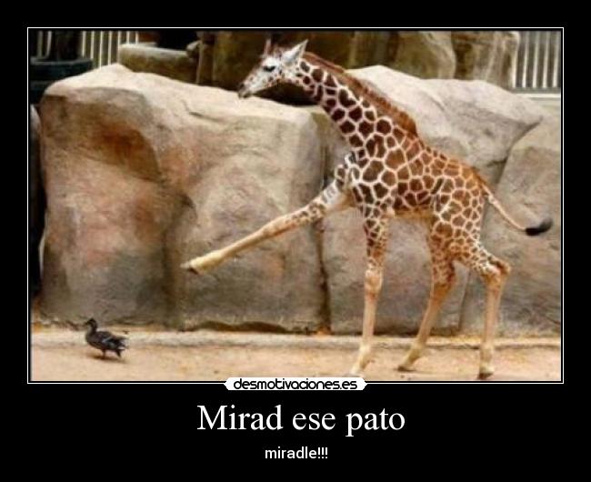 Mirad ese pato -