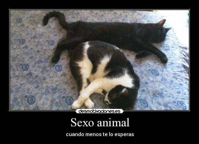 Sexo animal - cuando menos te lo esperas
