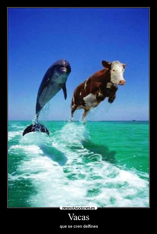 Vacas - 