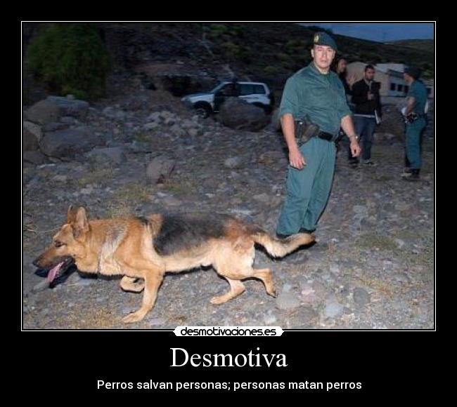 Desmotiva - Perros salvan personas; personas matan perros