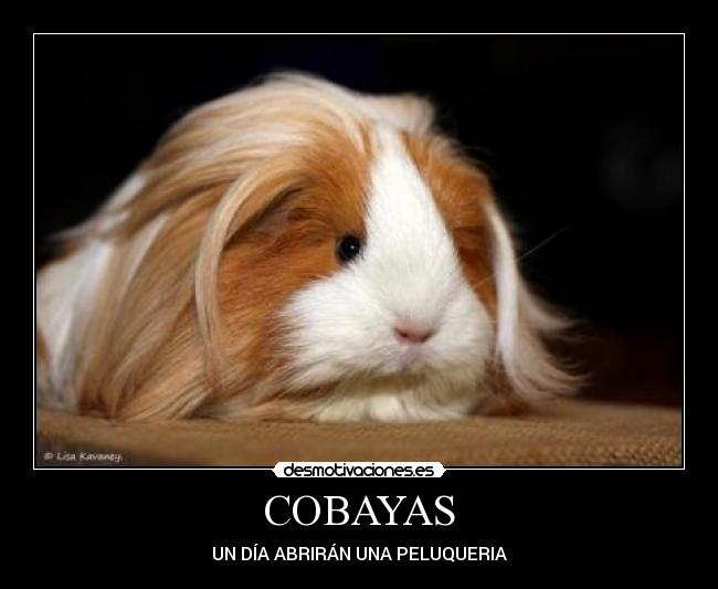 carteles cobayas desmotivaciones