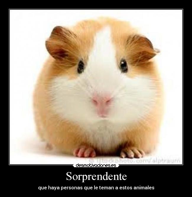 Sorprendente -