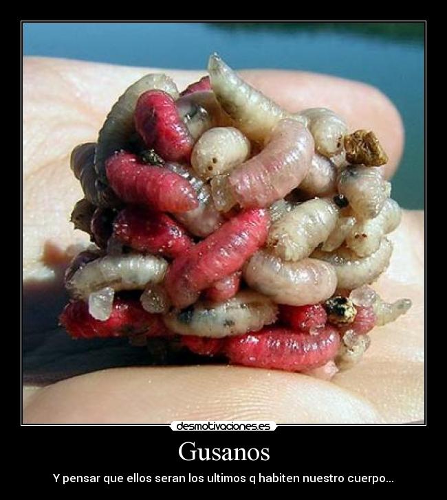 Gusanos -