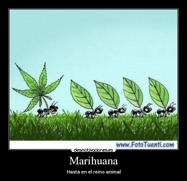 Marihuana -