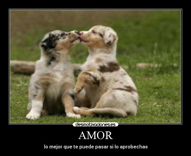 AMOR - 