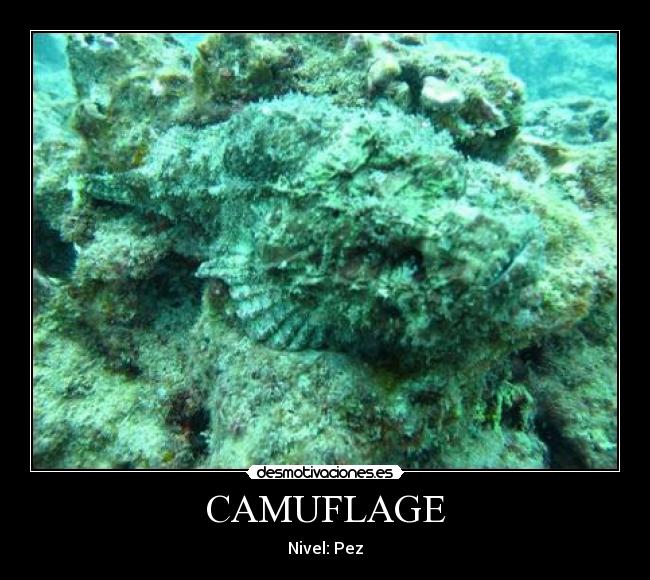 CAMUFLAGE - 