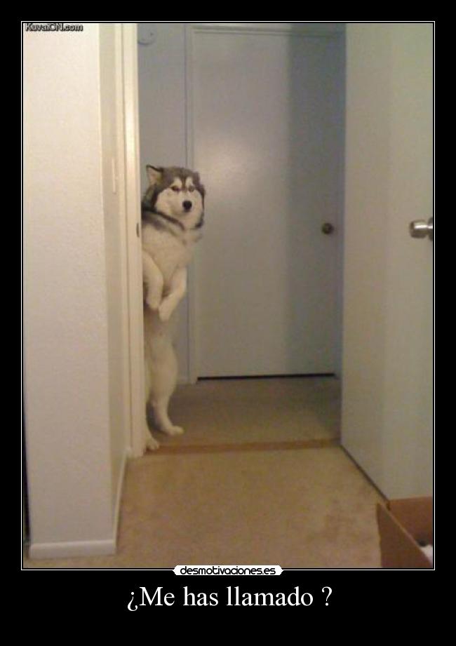 ¿Me has llamado ? -