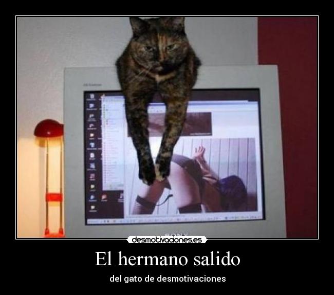 El hermano salido - del gato de desmotivaciones