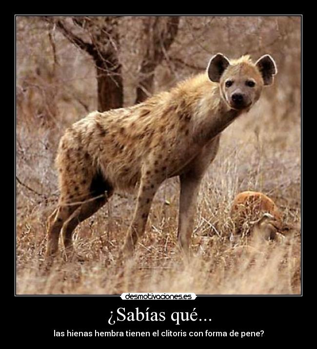 ¿Sabías qué... - 