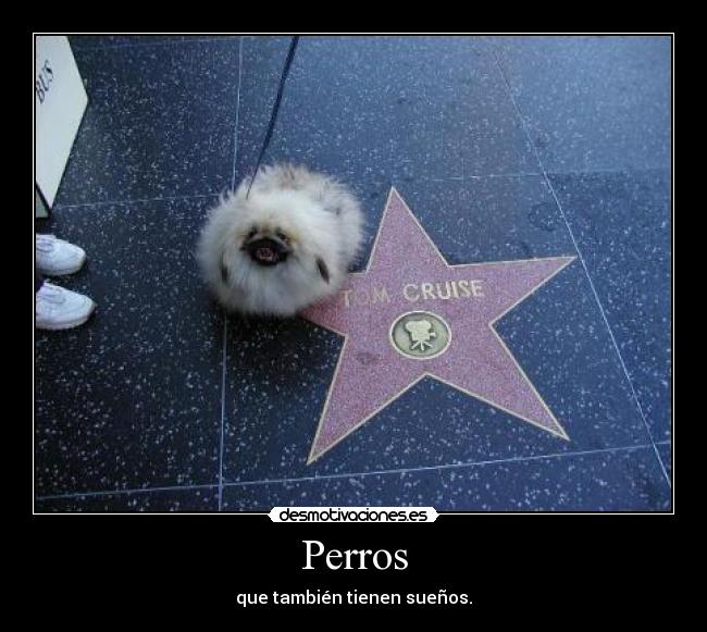 Perros -