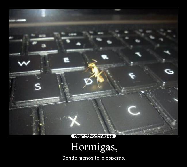 Hormigas, - Donde menos te lo esperas.