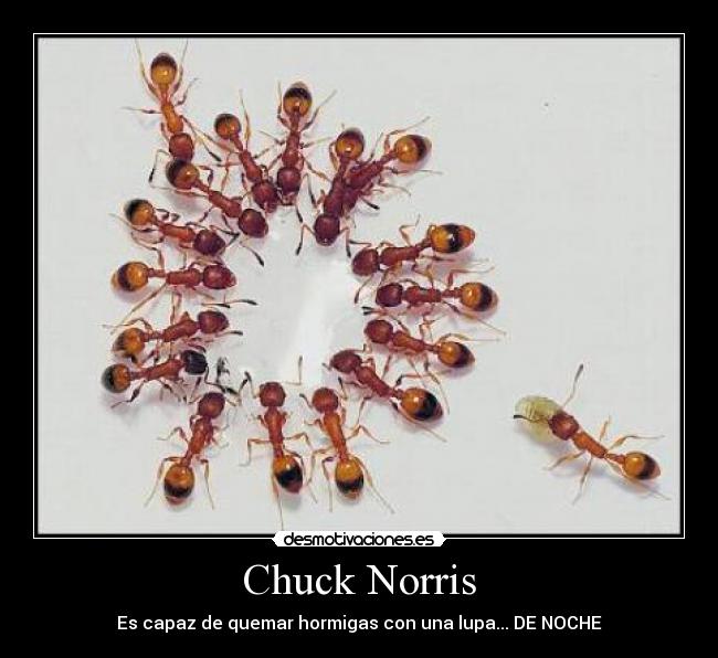 Chuck Norris - Es capaz de quemar hormigas con una lupa... DE NOCHE