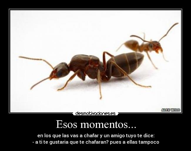 Esos momentos... - en los que las vas a chafar y un amigo tuyo te dice:
- a ti te gustaria que te chafaran? pues a ellas tampoco