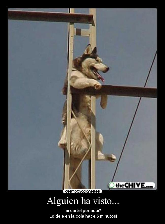 Alguien ha visto... -