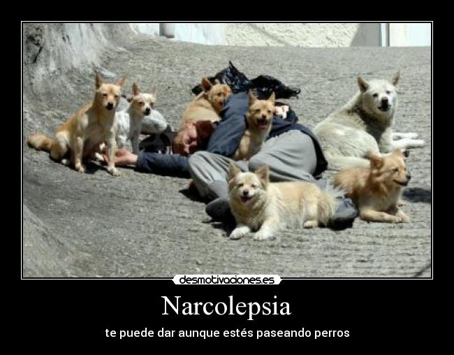 Narcolepsia - te puede dar aunque estés paseando perros