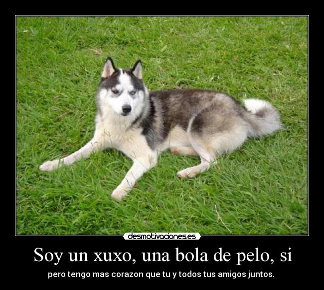 Soy un xuxo, una bola de pelo, si - 