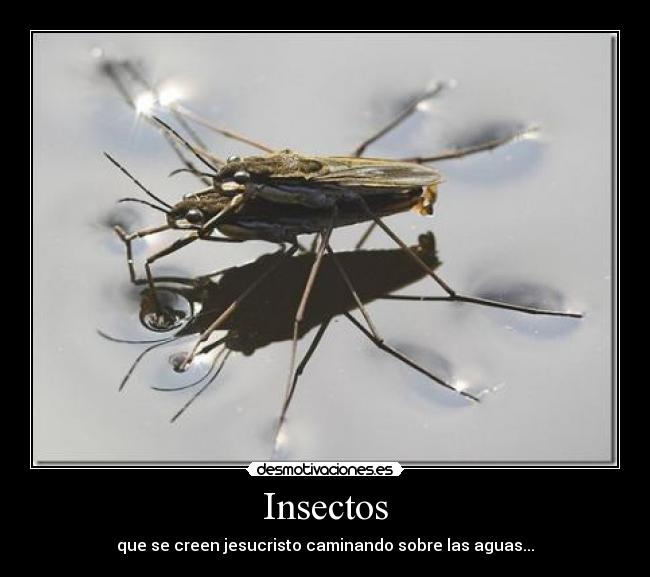 Insectos - que se creen jesucristo caminando sobre las aguas...