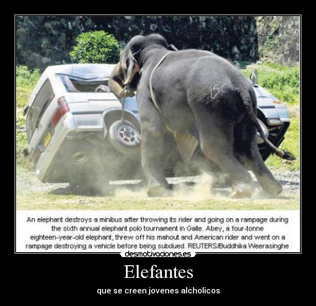 Elefantes - que se creen jovenes alcholicos