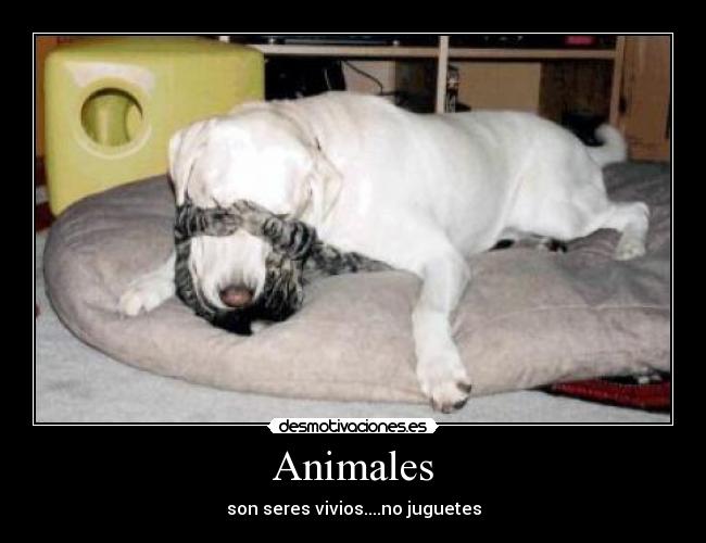 Animales -