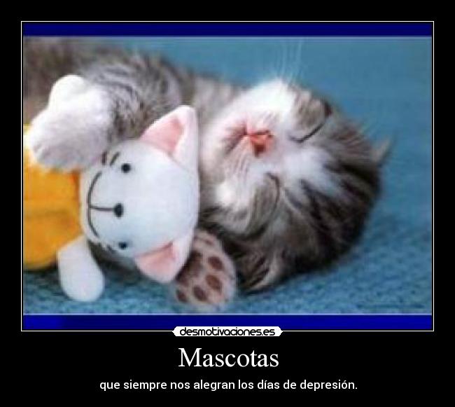 Mascotas - que siempre nos alegran los días de depresión.