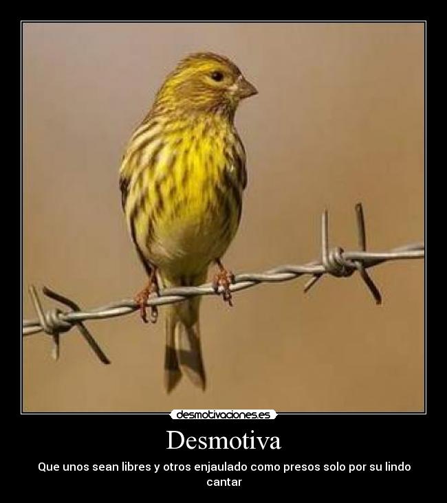 Desmotiva - Que unos sean libres y otros enjaulado como presos solo por su lindo cantar