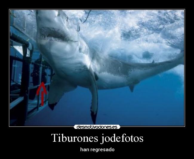 Tiburones jodefotos - han regresado