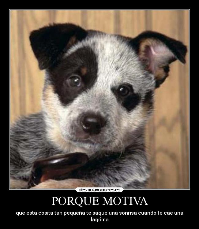 PORQUE MOTIVA - que esta cosita tan pequeña te saque una sonrisa cuando te cae una lagrima