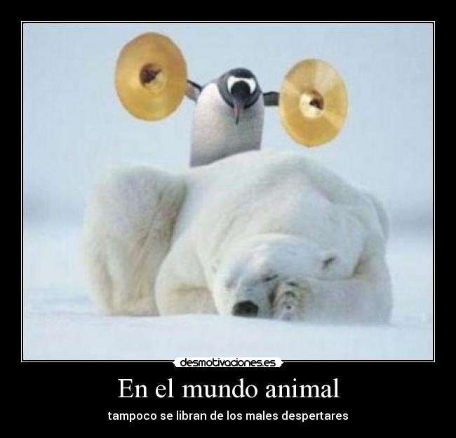 En el mundo animal - tampoco se libran de los males despertares