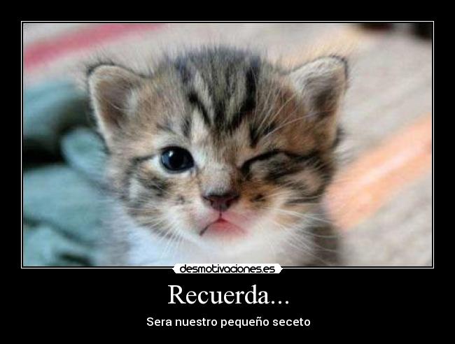 carteles gatos desmotivaciones
