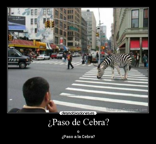 ¿Paso de Cebra? - 