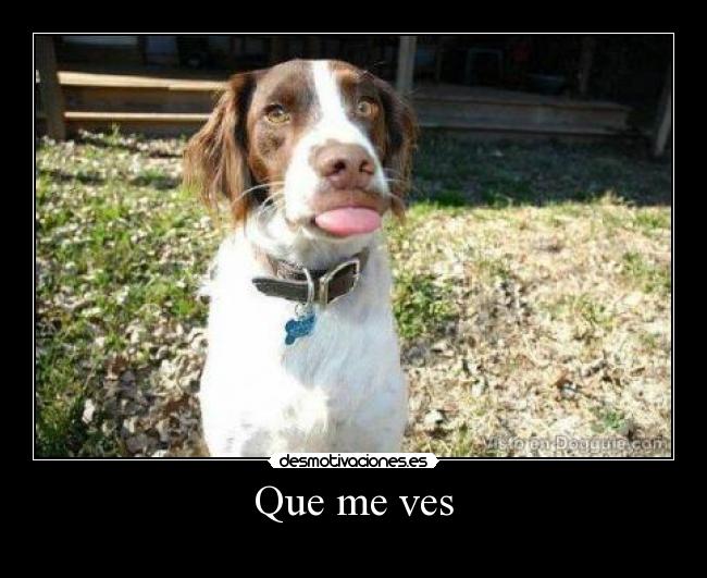 Que me ves -