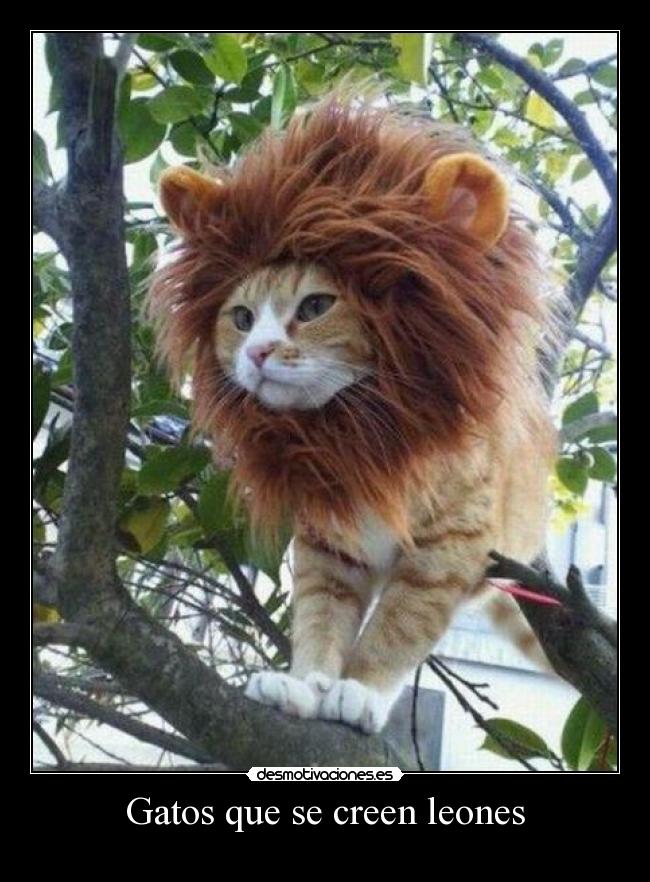 Gatos que se creen leones -