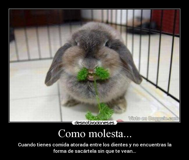 Como molesta... - 