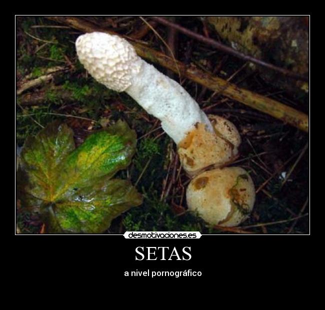 SETAS - a nivel pornográfico