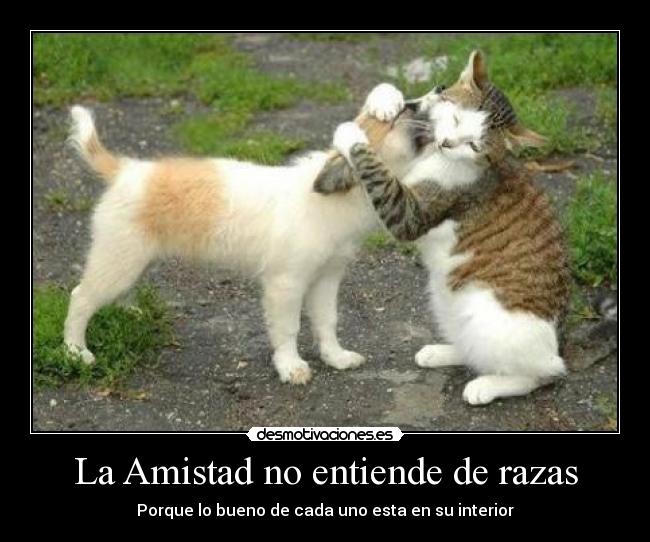 La Amistad no entiende de razas - 