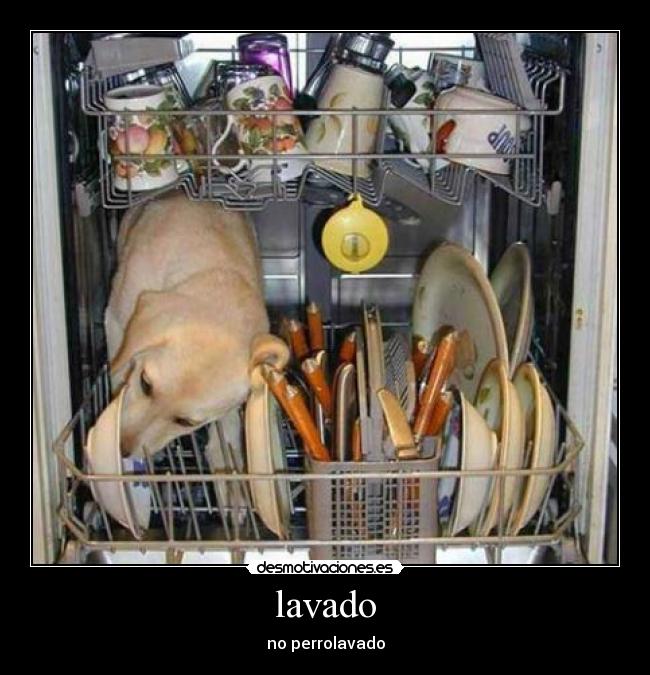 lavado - no perrolavado