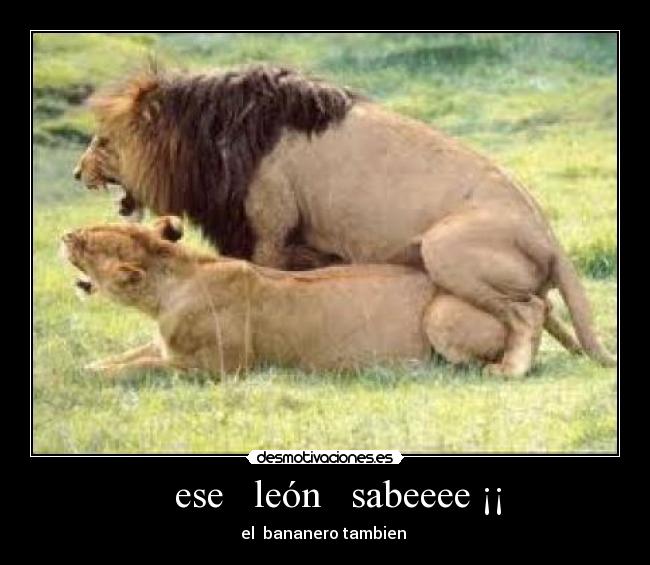 ese león sabeeee ¡¡ -