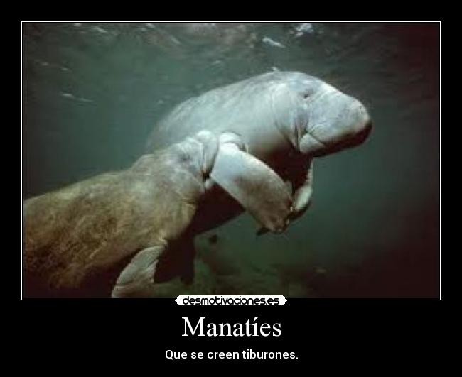 Manatíes - Que se creen tiburones.