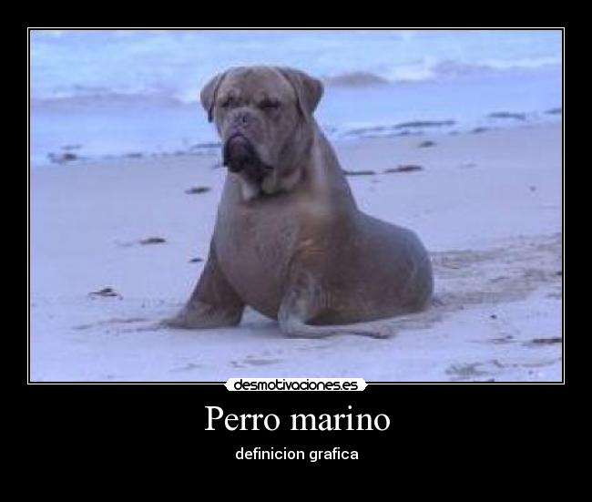 Perro marino - 