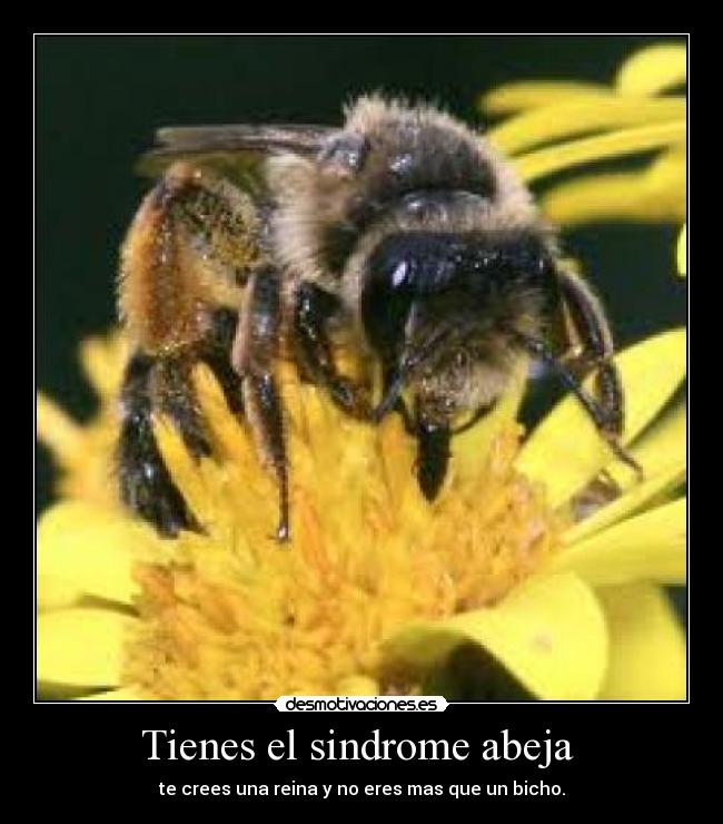 Tienes el sindrome abeja - te crees una reina y no eres mas que un bicho.