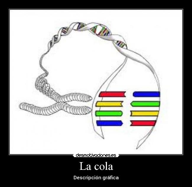 La cola - Descripción gráfica