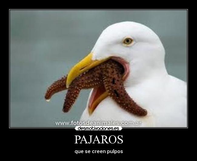 carteles angelxzt desmotivaciones