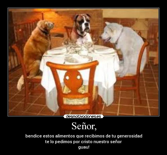 Señor, - bendice estos alimentos que recibimos de tu generosidad
te lo pedimos por cristo nuestro señor
guau!